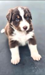 Zeer mooie australian sherperd pups. Voor een gouden mandje., Dieren en Toebehoren, Honden | Herdershonden en Veedrijvers, 8 tot 15 weken