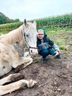 bijrijder/ leaser, Weidegang, 2 of 3 paarden of pony's