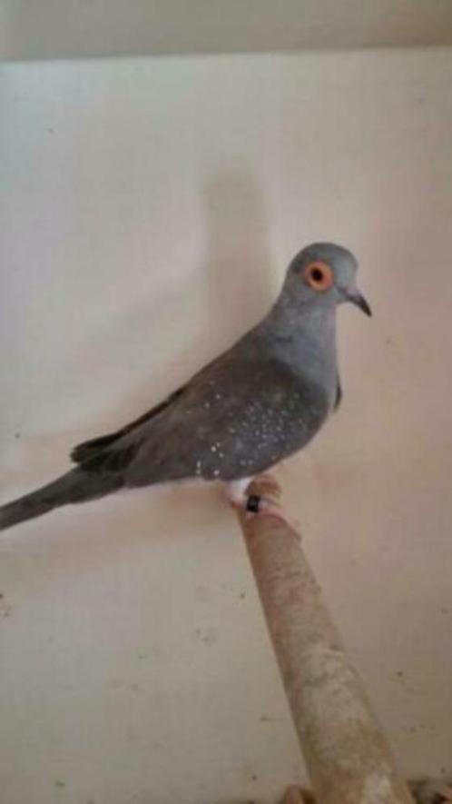 Te koop Diamantduifjes., Dieren en Toebehoren, Vogels | Overige Vogels, Tropenvogel, Meerdere dieren