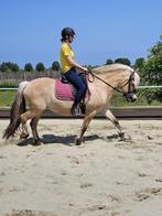 Fjord merrie, Dieren en Toebehoren, Paarden, Merrie, Minder dan 160 cm, Zadelmak, Ontwormd
