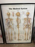 Schoolplaat Skelet Systeem - Anatomie Poster, Ophalen of Verzenden, Natuur en Biologie