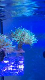 Euphylia Glabensis, Vis