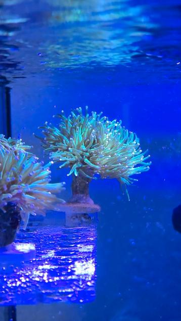 Euphylia Glabensis  beschikbaar voor biedingen