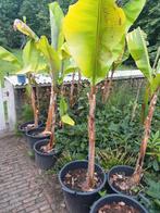 Winterharde Bananenplanten., Tuin en Terras, Planten | Tuinplanten, Ophalen, Zomer, Overige soorten, Volle zon