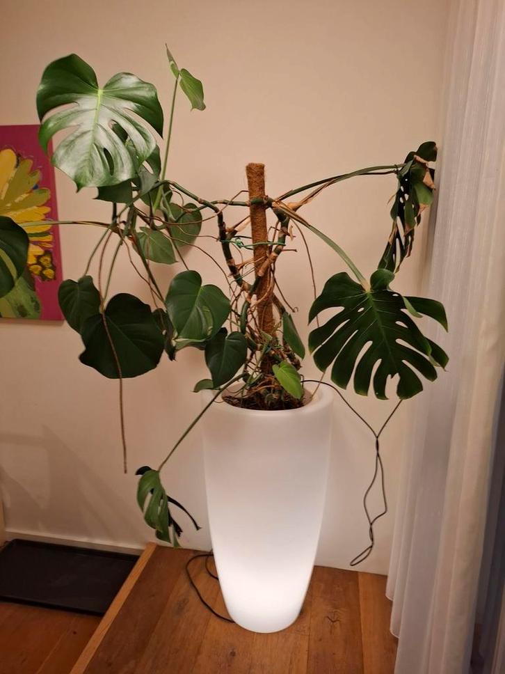 Monstera plant, Huis en Inrichting, Kamerplanten, Minder dan 100 cm, Halfschaduw, Ophalen