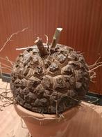 Dioscorea elephantipes XL 21cm, Caudex, succulent, plant, Huis en Inrichting, Verzenden, Halfschaduw, Minder dan 100 cm