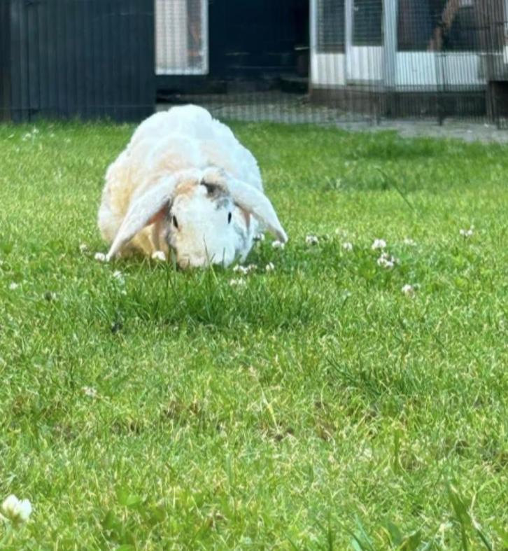 Gezocht! Goed Tehuis voor Rex Widder Konijnen, Dieren en Toebehoren, Konijnen, Middelgroot, Meerdere dieren, 0 tot 2 jaar, Hangoor