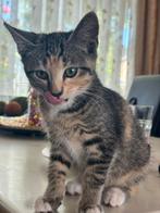Kittens, Dieren en Toebehoren, Meerdere dieren