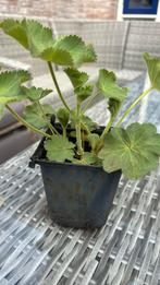Vrouwenmantel in p9, Tuin en Terras, Ophalen, Bodembedekkers, Volle zon, Vaste plant