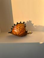 Light & Living ornament SHELL - 28x12x16cm - bruin, Ophalen of Verzenden, Zo goed als nieuw