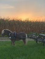 Sulky Cavalettie 16inc, Dieren en Toebehoren, Ophalen of Verzenden, Zo goed als nieuw