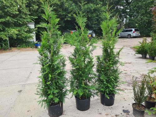 Thuja Plicata Excelsa coniferen in diverse maten, Tuin en Terras, Planten | Struiken en Hagen, Haag, Conifeer, 100 tot 250 cm