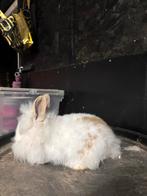 te koop schattig babykonijntje, Dieren en Toebehoren, Mannelijk, Dwerg