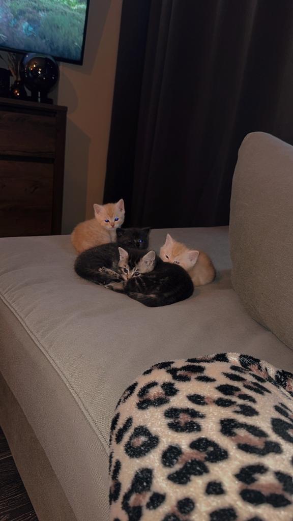 Nog 2 perzisch langhaar X brits korthaar te koop., Dieren en Toebehoren, Katten en Kittens | Raskatten | Korthaar, Meerdere dieren