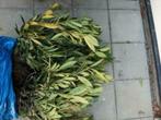 Prunus lau 'Otto Luyken' Laurierkers lage soort haag geurend, Tuin en Terras, Bodembedekkers, Vaste plant, Ophalen of Verzenden