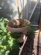 Decoratieve planten pot van terrakorta, Tuin en Terras, Bloempotten, Ophalen, Gebruikt, Tuin, Rond