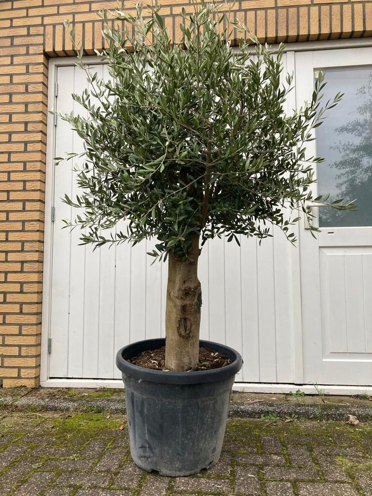 Olijfboom in pot - Prachtige mediterrane sfeer!, Tuin en Terras, Planten | Bomen, Olijfboom, 100 tot 250 cm, Volle zon, Bloeit niet