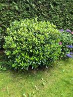Skimmia, Tuin en Terras, Ophalen, Overige soorten, Struik, 100 tot 250 cm