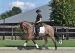 4 jarige D pony, Merrie, B, 3 tot 6 jaar, Gechipt