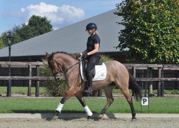 4 jarige D pony beschikbaar voor biedingen