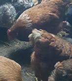 Aantal bruine leghennen tussen de 8 en 10 maand oud., Dieren en Toebehoren, Pluimvee, Vrouwelijk, Kip