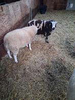 Schapen ram, Dieren en Toebehoren, Mannelijk, Schaap