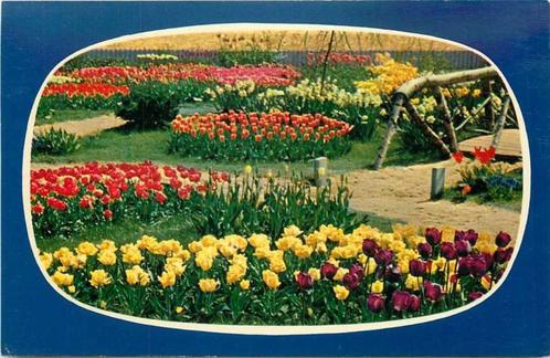 (300-047-029) Nederland Holland in bloementooi, Verzamelen, Ansichtkaarten | Nederland, Zuid-Holland, Verzenden