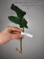 Philodendron squamiferum tussenstek 5, Huis en Inrichting, Kamerplanten, Ophalen of Verzenden, Overige soorten, Halfschaduw, Minder dan 100 cm