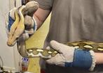 1.0 Super dwarf retic python tiger, Dieren en Toebehoren, Reptielen en Amfibieën, Slang, 3 tot 6 jaar