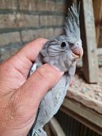 Jonge valkparkiet mannen en overjarige pop, Dieren en Toebehoren, Vogels | Parkieten en Papegaaien, Meerdere dieren, Parkiet, Geringd