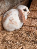 Jonge hangoor konijnen, Dieren en Toebehoren, Konijnen, Meerdere dieren, Hangoor