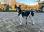 Boerenfox dekreu 3-kleurig ter dekking, Dieren en Toebehoren, 6 jaar of ouder, Reu, Meerdere, Nederland