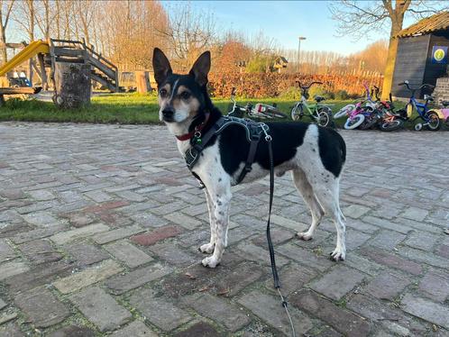 Boerenfox dekreu 3-kleurig ter dekking, Dieren en Toebehoren, Honden | Dekreuen, Reu, Fokker | Hobbymatig, Meerdere, Nederland