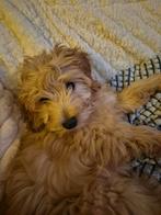 kleine doodle Kruising Maltezer/poedel, Parvo, 15 weken tot 1 jaar, Overige rassen, Teef