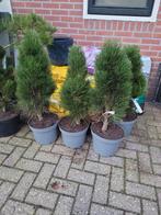 Pinus nigra green tower, Ophalen, Overige soorten, Minder dan 100 cm