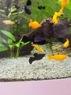 Vissen, Dieren en Toebehoren, Vissen | Aquariumvissen, Vis, Zoetwatervis, Schoolvis