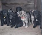 Zeer mooie pups, Dieren en Toebehoren, Rabiës (hondsdolheid), 8 tot 15 weken, Meerdere, Meerdere dieren