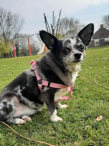 GEZOCHT herplaatser black merle kort haar teefje   beschikbaar voor biedingen