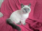 Kittens geboren 9 juni ragdoll, Kater, Ontwormd, 0 tot 2 jaar