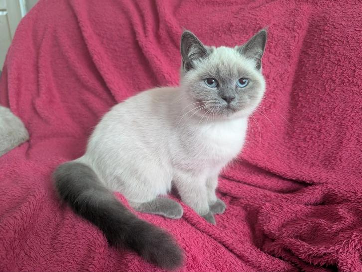 Kittens geboren 9 juni ragdoll, Dieren en Toebehoren, Katten en Kittens | Raskatten | Korthaar, Kater, 0 tot 2 jaar, Ontwormd