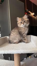 Deze lieve en Prachtige langhaar katten zijn van het ragdoll, Meerdere dieren, Ingeënt, 0 tot 2 jaar