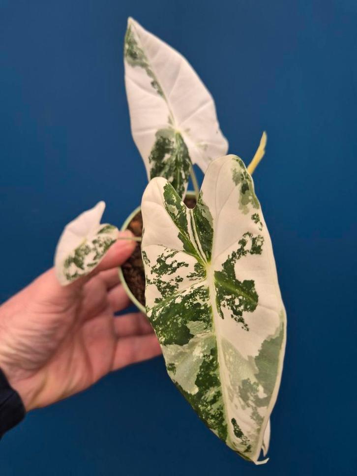 Alocasia Frydek Variegata p10 (9), Huis en Inrichting, Kamerplanten, Minder dan 100 cm, Halfschaduw, Ophalen of Verzenden