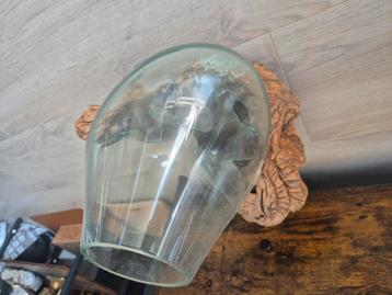 Glazen schaal op houten wortel – decoratief stuk  beschikbaar voor biedingen