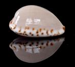 Schelpen: Cypraea angustata 22,4mm (F+++/Gem) Tasmanië, Ophalen of Verzenden, Schelp(en)