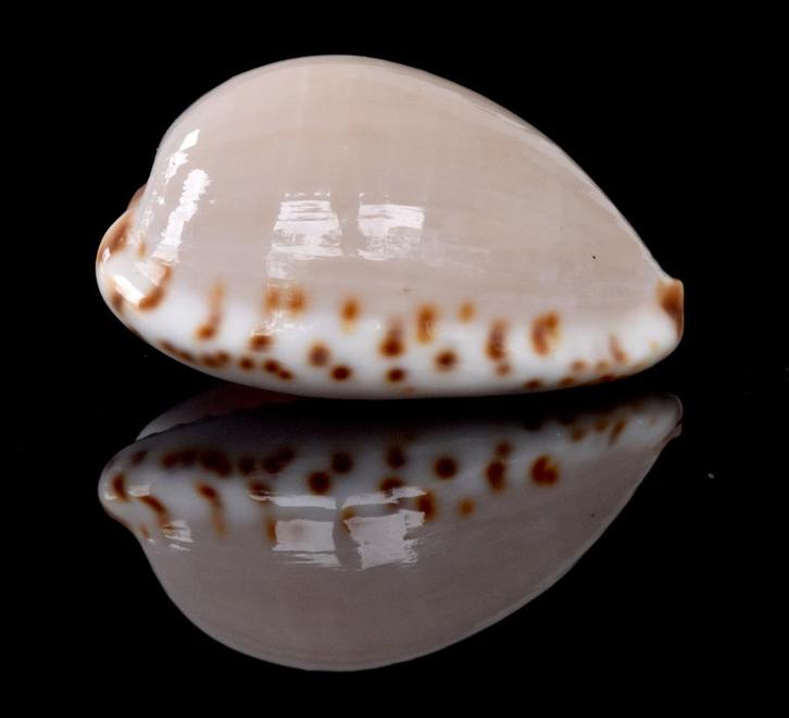 Schelpen: Cypraea angustata 22,4mm (F+++/Gem) Tasmanië, Verzamelen, Mineralen en Fossielen, Schelp(en), Ophalen of Verzenden