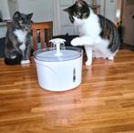Aangeboden 2 poezen, Dieren en Toebehoren, Katten en Kittens | Overige Katten, Poes