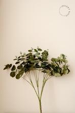 Kunsttak Eucalyptus 50cm, Desert Rose, Info@desert-rose.nl, Nieuw, Ophalen of Verzenden