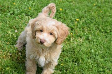 Havanezer pup laatste uit nestje beschikbaar voor biedingen