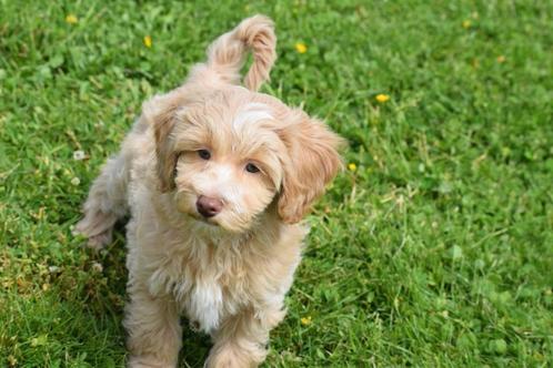 Havanezer pup laatste uit nestje, Dieren en Toebehoren, Honden | Chihuahua's en Gezelschapshonden, Teef, Overige rassen, Fokker | Professioneel