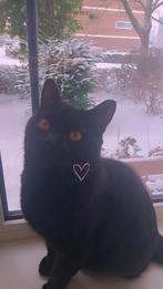 Lieve Britse korthaar kitten,6 mnd oud., Dieren en Toebehoren, Katten en Kittens | Raskatten | Korthaar, Kater, Ontwormd